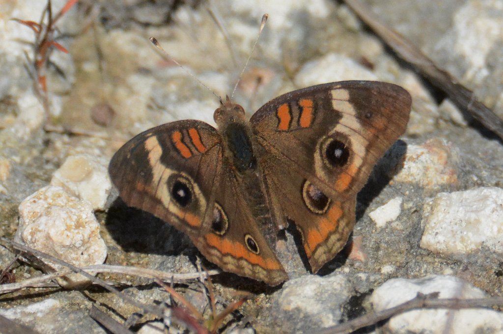 181 2015-01160708 Everglades NP, FL.JPG - Tropical Buckeye (Junonia genoveva). Everglades National Park, FL, 1-16-2015